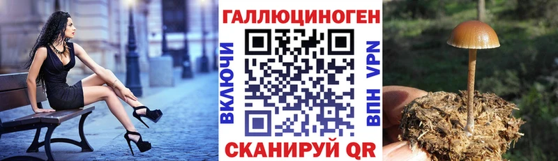 mega   Звенигово  Псилоцибиновые грибы Cubensis 